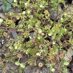 Cotula australis (Common Cotula, Carrot Weed) at Watson, ACT - 28 Oct 2021 by JaneR