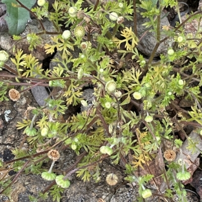 Cotula australis (Common Cotula, Carrot Weed) at Watson, ACT - 28 Oct 2021 by JaneR