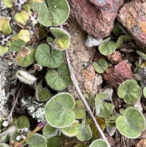 Dichondra repens at Watson, ACT - 28 Oct 2021 05:59 PM