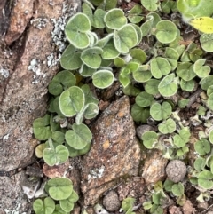 Dichondra repens at Watson, ACT - 28 Oct 2021 05:59 PM