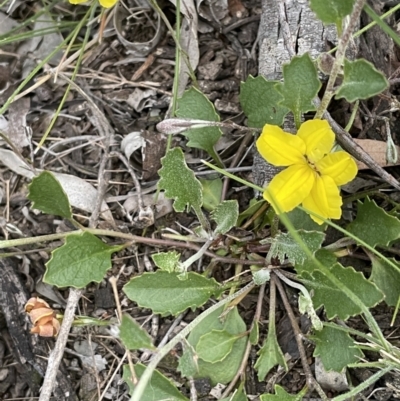 Goodenia hederacea (Ivy Goodenia) at Watson, ACT - 28 Oct 2021 by JaneR