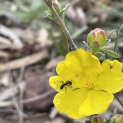 Hibbertia obtusifolia (Grey Guinea-flower) at Watson, ACT - 28 Oct 2021 by JaneR