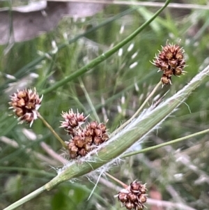 Luzula densiflora at Watson, ACT - 28 Oct 2021