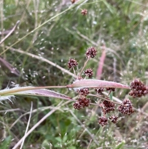 Luzula densiflora at Watson, ACT - 28 Oct 2021