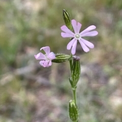 Silene gallica var. gallica (French Catchfly) at Watson, ACT - 28 Oct 2021 by JaneR