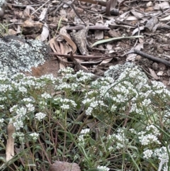 Poranthera microphylla (Small Poranthera) at Watson, ACT - 28 Oct 2021 by JaneR