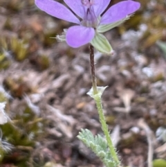 Erodium sp. (A Storksbill) at Watson, ACT - 28 Oct 2021 by JaneR