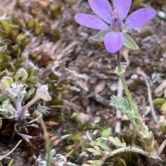 Erodium sp. at Watson, ACT - 28 Oct 2021