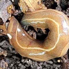 Australopacifica scaphoidea (Skiff planarian) at Lyneham, ACT - 28 Oct 2021 by tpreston