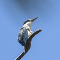 Todiramphus sanctus (Sacred Kingfisher) at Hawker, ACT - 27 Oct 2021 by AlisonMilton