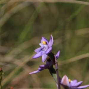 Thelymitra peniculata at Hackett, ACT - suppressed