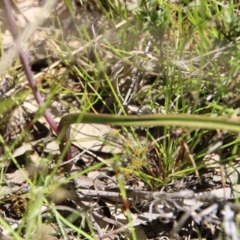 Thelymitra peniculata at Hackett, ACT - suppressed