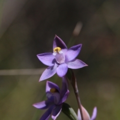 Thelymitra peniculata at Hackett, ACT - suppressed