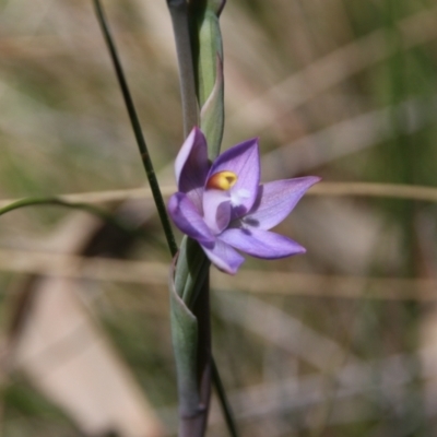 Thelymitra peniculata (Blue Star Sun-orchid) at Hackett, ACT - 27 Oct 2021 by petersan