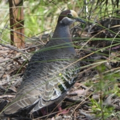 Phaps chalcoptera (Common Bronzewing) at Bruce, ACT - 28 Oct 2021 by WendyW