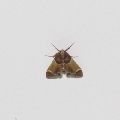Pyralis farinalis (Meal Moth) at Flynn, ACT - 28 Oct 2021 by Christine