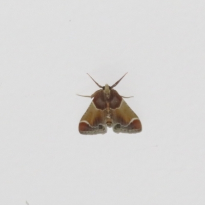 Pyralis farinalis (Meal Moth (Pyralinae) at Flynn, ACT - 28 Oct 2021 by Christine