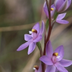 Thelymitra megcalyptra at Hackett, ACT - suppressed