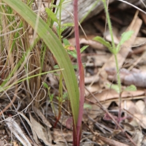 Thelymitra megcalyptra at Hackett, ACT - 28 Oct 2021