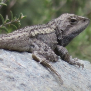 Amphibolurus muricatus at Cotter River, ACT - 28 Oct 2021