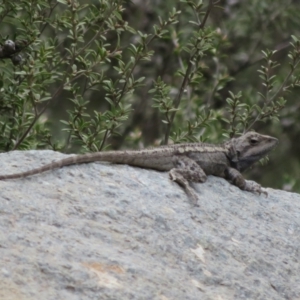 Amphibolurus muricatus at Cotter River, ACT - 28 Oct 2021 02:36 PM