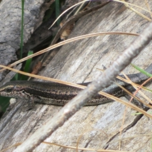 Pseudemoia entrecasteauxii at Cotter River, ACT - 28 Oct 2021