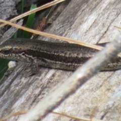 Pseudemoia entrecasteauxii at Cotter River, ACT - 28 Oct 2021