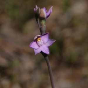 Thelymitra sp. (pauciflora complex) at Hackett, ACT - suppressed