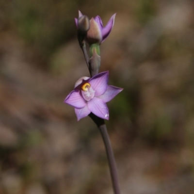 Thelymitra sp. (pauciflora complex) (Sun Orchid) at Hackett, ACT - 28 Oct 2021 by petersan