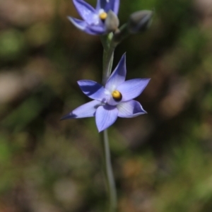 Thelymitra sp. (pauciflora complex) at Hackett, ACT - suppressed