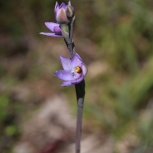 Thelymitra sp. (pauciflora complex) at Hackett, ACT - suppressed