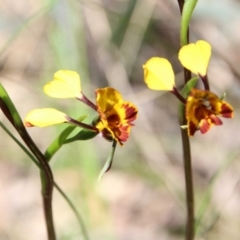 Diuris semilunulata (Late Leopard Orchid) at Hackett, ACT - 28 Oct 2021 by petersan