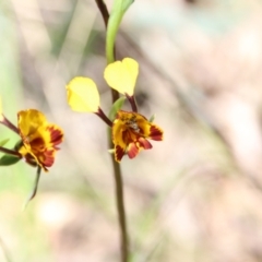 Diuris semilunulata at Hackett, ACT - suppressed