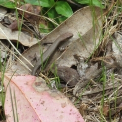 Lampropholis delicata (Delicate Skink) at Lower Cotter Catchment - 27 Oct 2021 by Christine