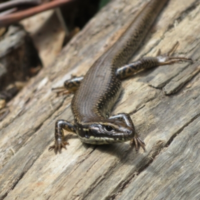 Eulamprus heatwolei (Yellow-bellied Water Skink) at Cotter River, ACT - 28 Oct 2021 by Christine