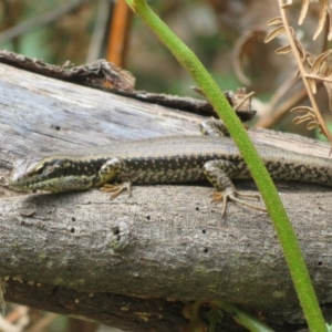 Eulamprus heatwolei at Cotter River, ACT - 28 Oct 2021