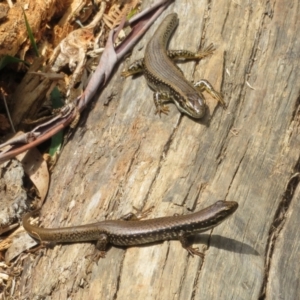 Eulamprus heatwolei at Cotter River, ACT - 28 Oct 2021