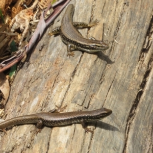 Eulamprus heatwolei at Cotter River, ACT - 28 Oct 2021