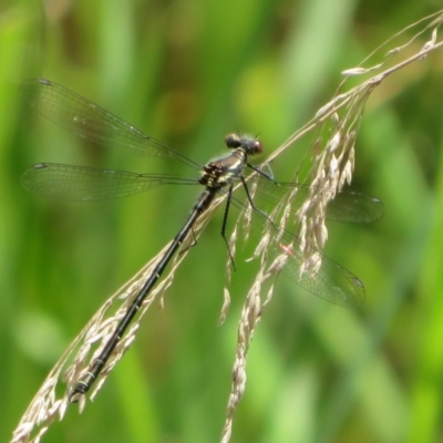 Austroargiolestes calcaris (Powdered Flatwing) at Lower Cotter Catchment - 27 Oct 2021 by Christine