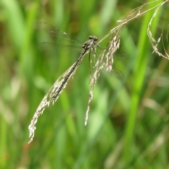 Austroargiolestes calcaris at Cotter River, ACT - 28 Oct 2021