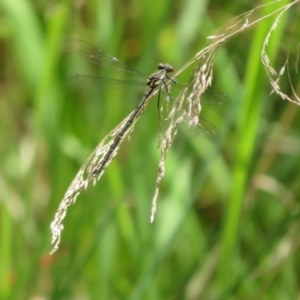 Austroargiolestes calcaris at Cotter River, ACT - 28 Oct 2021