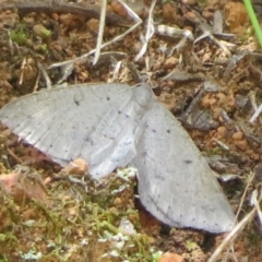 Taxeotis (genus) (Unidentified Taxeotis geometer moths) at Lower Cotter Catchment - 28 Oct 2021 by Christine