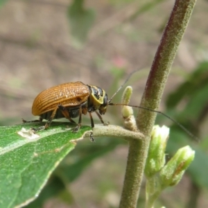 Cadmus (Cadmus) aurantiacus at Cotter River, ACT - 28 Oct 2021 01:12 PM