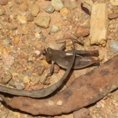 Percassa rugifrons (Mountain Grasshopper) at Cotter River, ACT - 28 Oct 2021 by Christine