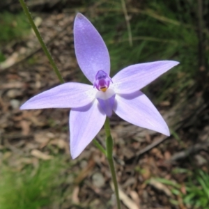 Glossodia major at Cotter River, ACT - 28 Oct 2021