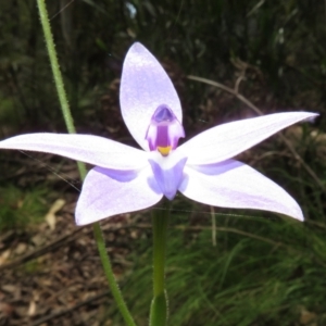 Glossodia major at Cotter River, ACT - 28 Oct 2021