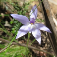 Glossodia major at Cotter River, ACT - 28 Oct 2021