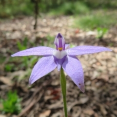 Glossodia major at Cotter River, ACT - 28 Oct 2021