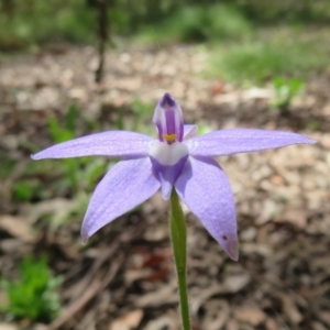 Glossodia major at Cotter River, ACT - 28 Oct 2021