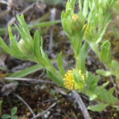 Triptilodiscus pygmaeus (Annual Daisy) at Tuggeranong Hill - 11 Oct 2021 by michaelb